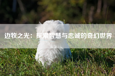 边牧之光：探索智慧与忠诚的奇幻世界