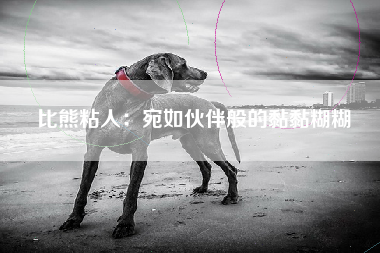 比熊粘人：宛如伙伴般的黏黏糊糊