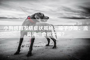 小狗感冒发烧症状揭秘：嗓子沙哑、流鼻涕、食欲不振？