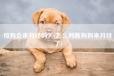 母狗会来月经吗？(怎么判断狗狗来月经了)
