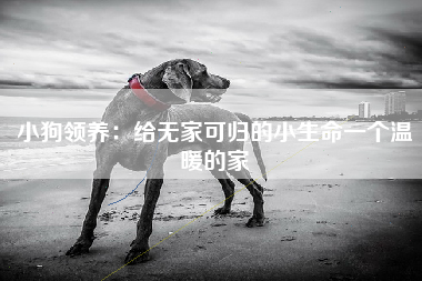 小狗领养：给无家可归的小生命一个温暖的家