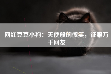 网红豆豆小狗：天使般的微笑，征服万千网友