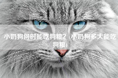 小奶狗何时能吃狗粮？(小奶狗多大能吃狗粮)