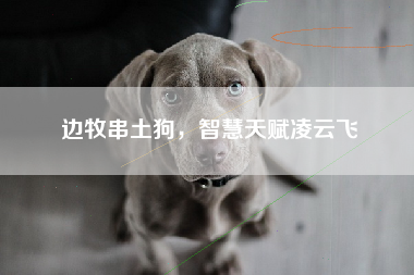 边牧串土狗，智慧天赋凌云飞