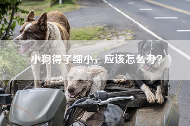小狗得了细小，应该怎么办？