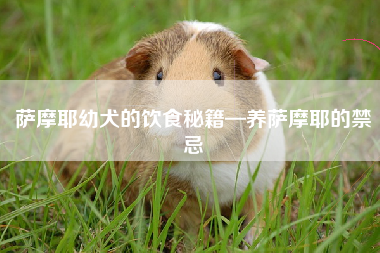 萨摩耶幼犬的饮食秘籍—养萨摩耶的禁忌