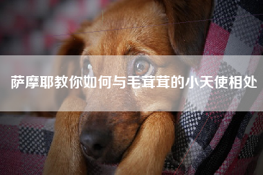 萨摩耶教你如何与毛茸茸的小天使相处