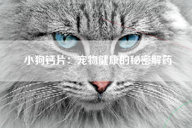 小狗钙片：宠物健康的秘密解药
