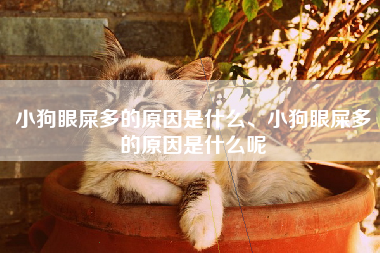小狗眼屎多的原因是什么、小狗眼屎多的原因是什么呢