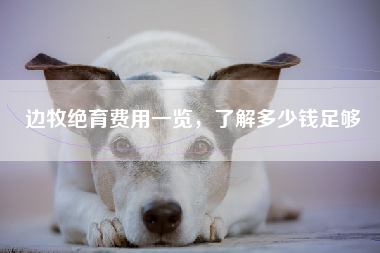 边牧绝育费用一览，了解多少钱足够