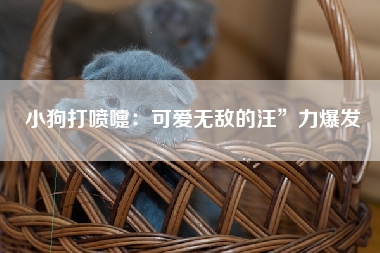 小狗打喷嚏：可爱无敌的汪”力爆发