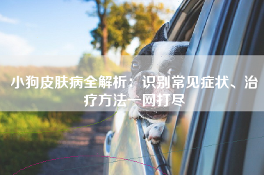 小狗皮肤病全解析：识别常见症状、治疗方法一网打尽