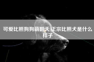 可爱比熊狗狗萌翻天;正宗比熊犬是什么样子