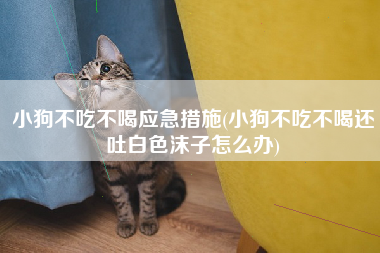 小狗不吃不喝应急措施(小狗不吃不喝还吐白色沫子怎么办)