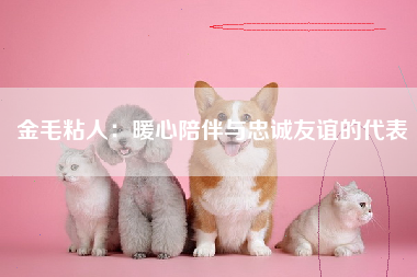 金毛粘人：暖心陪伴与忠诚友谊的代表