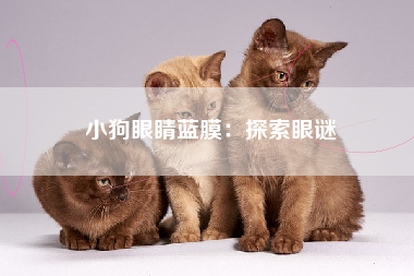 小狗眼睛蓝膜：探索眼谜