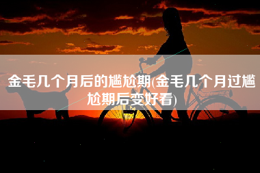 金毛几个月后的尴尬期(金毛几个月过尴尬期后变好看)