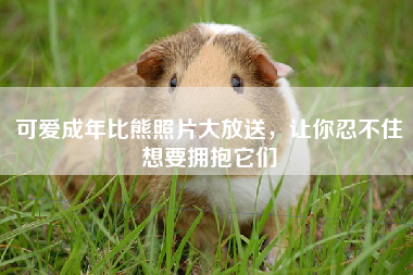 可爱成年比熊照片大放送，让你忍不住想要拥抱它们