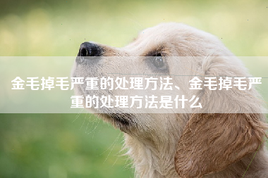 金毛掉毛严重的处理方法、金毛掉毛严重的处理方法是什么