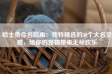 哈士奇命名指南：独特精选的30个犬名灵感，给你的宠物带来无尽欢乐