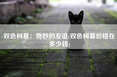 双色柯基：奇妙的友谊(双色柯基价格在多少钱)