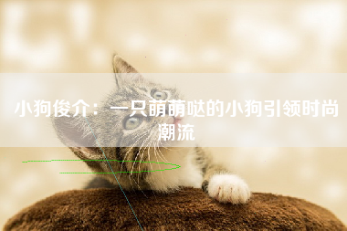 小狗俊介：一只萌萌哒的小狗引领时尚潮流