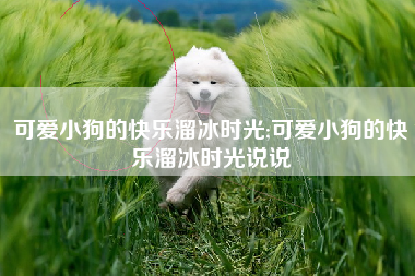 可爱小狗的快乐溜冰时光;可爱小狗的快乐溜冰时光说说