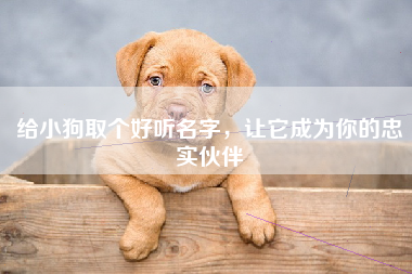 给小狗取个好听名字，让它成为你的忠实伙伴