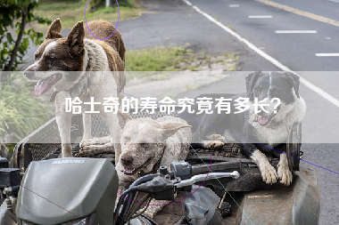 哈士奇的寿命究竟有多长？