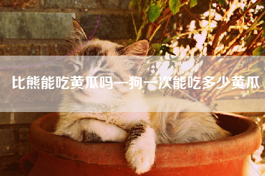 比熊能吃黄瓜吗—狗一次能吃多少黄瓜
