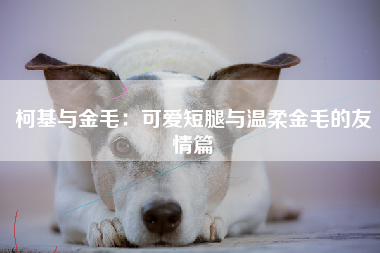 柯基与金毛：可爱短腿与温柔金毛的友情篇
