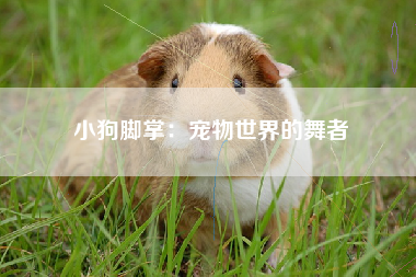 小狗脚掌：宠物世界的舞者