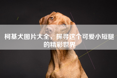 柯基犬图片大全，探寻这个可爱小短腿的精彩世界