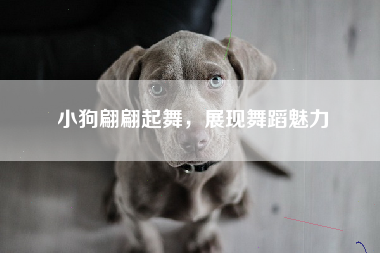 小狗翩翩起舞，展现舞蹈魅力