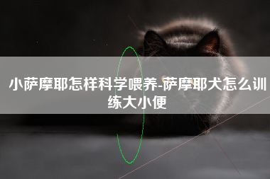 小萨摩耶怎样科学喂养-萨摩耶犬怎么训练大小便