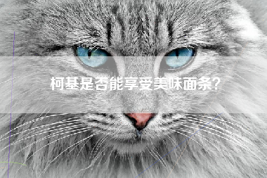 柯基是否能享受美味面条？