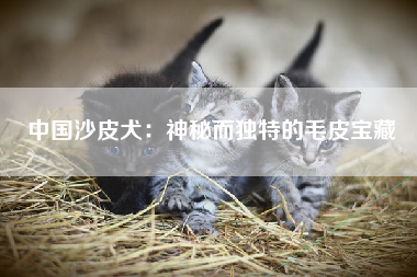 中国沙皮犬：神秘而独特的毛皮宝藏