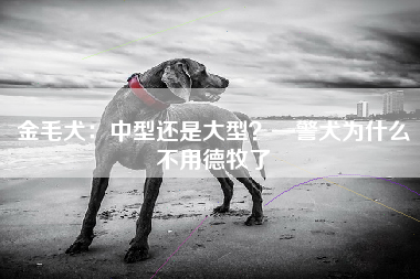 金毛犬：中型还是大型？—警犬为什么不用德牧了