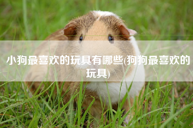 小狗最喜欢的玩具有哪些(狗狗最喜欢的玩具)