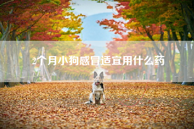 2个月小狗感冒适宜用什么药