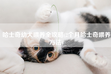 哈士奇幼犬喂养全攻略(2个月哈士奇喂养方法)