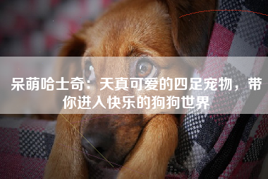 呆萌哈士奇：天真可爱的四足宠物，带你进入快乐的狗狗世界