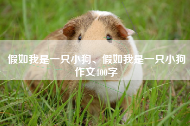 假如我是一只小狗、假如我是一只小狗作文400字