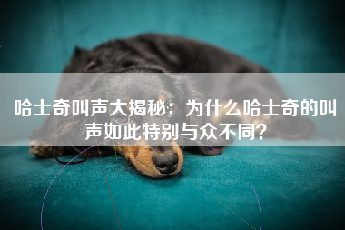 哈士奇叫声大揭秘：为什么哈士奇的叫声如此特别与众不同？