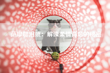 萨摩耶泪痕：解读柔情背后的秘密