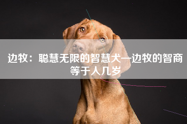边牧：聪慧无限的智慧犬—边牧的智商等于人几岁