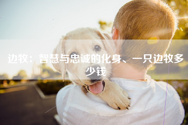 边牧：智慧与忠诚的化身、一只边牧多少钱