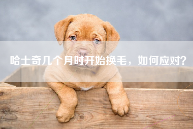 哈士奇几个月时开始换毛，如何应对？