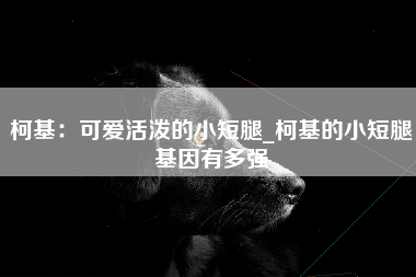 柯基：可爱活泼的小短腿_柯基的小短腿基因有多强