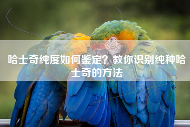 哈士奇纯度如何鉴定？教你识别纯种哈士奇的方法